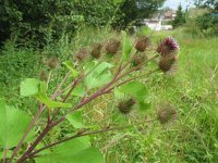 Arctium minus 11, Gewone klit, Saxifraga-Rutger Barendse