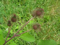 Arctium minus 13, Gewone klit, Saxifraga-Rutger Barendse