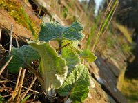 Arctium minus 14, Gewone klit, Saxifraga-Rutger Barendse