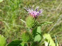 Arctium minus 16, Gewone klit, Saxifraga-Rutger Barendse