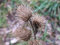 Arctium minus 17, Gewone klit, Saxifraga-Rutger Barendse