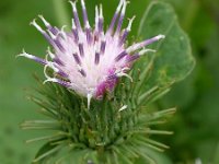 Arctium minus 23, Gewone klit, Saxifraga-Ed Stikvoort