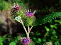 Arctium minus 24, Gewone klit, Saxifraga-Ed Stikvoort