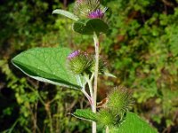 Arctium minus 25, Gewone klit, Saxifraga-Ed Stikvoort