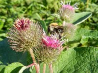 Arctium minus 27, Gewone klit, Saxifraga-Rutger Barendse