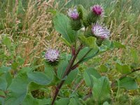 Arctium minus 28, Gewone klit, Saxifraga-Ed Stikvoort