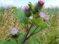 Arctium minus 29, Gewone klit, Saxifraga-Ed Stikvoort