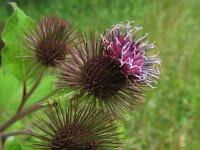 Arctium minus 3, Gewone klit, Saxifraga-Rutger Barendse