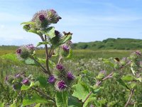 Arctium minus 31, Gewone klit, Saxifraga-Jelle van Dijk