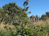 Arctium minus 33, Gewone klit, Saxifraga-Ed Stikvoort