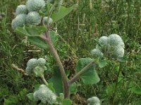 Arctium tomentosum 1, Donzige klit, Saxifraga-Rutger Barendse