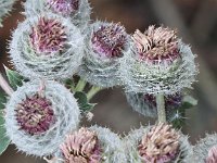 Arctium tomentosum 10, Donzige klit, Saxifraga-Peter Meininger