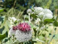 Arctium tomentosum 11, Donzige klit, Saxifraga-Rutger Barendse