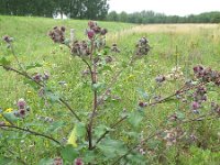 Arctium tomentosum 12, Donzige klit, Saxifraga-Rutger Barendse