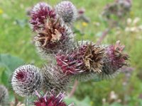 Arctium tomentosum 13, Donzige klit, Saxifraga-Rutger Barendse