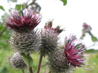 Arctium tomentosum 14, Donzige klit, Saxifraga-Rutger Barendse