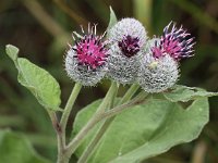 Arctium tomentosum 15, Donzige klit, Saxifraga-Peter Meininger