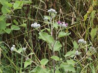 Arctium tomentosum 16, Donzige klit, Saxifraga-Peter Meininger