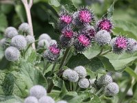 Arctium tomentosum 18, Donzige klit, Saxifraga-Peter Meininger