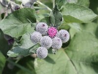 Arctium tomentosum 19, Donzige klit, Saxifraga-Peter Meininger