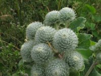 Arctium tomentosum 2, Donzige klit, Saxifraga-Rutger Barendse