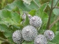 Arctium tomentosum 20, Donzige klit, Saxifraga-Rutger Barendse