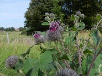 Arctium tomentosum 21, Donzige klit, Saxifraga-Peter Meininger