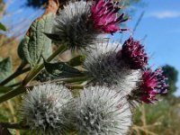 Arctium tomentosum 22, Donzige klit, Saxifraga-Ed Stikvoort