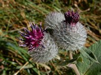 Arctium tomentosum 23, Donzige klit, Saxifraga-Ed Stikvoort