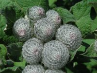 Arctium tomentosum 24, Donzige klit, Saxifraga-Ed Stikvoort