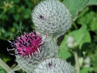 Arctium tomentosum 25, Donzige klit, Saxifraga-Ed Stikvoort