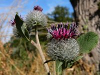 Arctium tomentosum 26, Donzige klit, Saxifraga-Ed Stikvoort