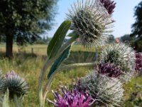 Arctium tomentosum 27, Donzige klit, Saxifraga-Ed Stikvoort