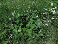 Arctium tomentosum 28, Donzige klit, Saxifraga-Ed Stikvoort