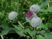 Arctium tomentosum 29, Donzige klit, Saxifraga-Ed Stikvoort