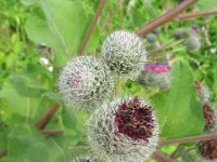 Arctium tomentosum 3, Donzige klit, Saxifraga-Rutger Barendse