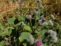 Arctium tomentosum 30, Donzige klit, Saxifraga-Ed Stikvoort