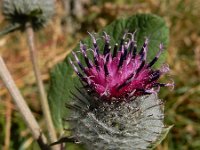 Arctium tomentosum 31, Donzige klit, Saxifraga-Ed Stikvoort