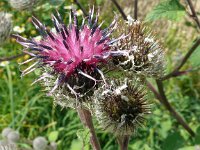 Arctium tomentosum 36, Donzige klit, Saxifraga-Hans Grotenhuis