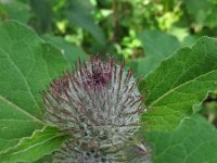 Arctium tomentosum 4, Donzige klit, Saxifraga-Rutger Barendse