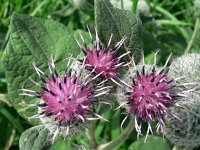 Arctium tomentosum 5, Donzige klit, Saxifraga-Jan Willem Jongepier