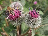 Arctium tomentosum 6, Donzige klit, Saxifraga-Jan Willem Jongepier