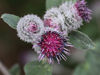 Arctium tomentosum 7, Donzige klit, Saxifraga-Peter Meininger