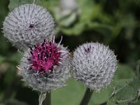 Arctium tomentosum 8, Donzige klit, Saxifraga-Peter Meininger