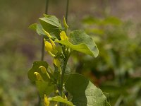 Aristolochia clematitis 16, Pijpbloem, Saxifraga-Jan Nijendijk