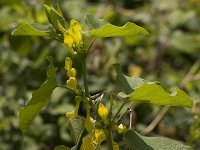 Aristolochia clematitis 18, Pijpbloem, Saxifraga-Jan Nijendijk