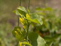 Aristolochia clematitis 23, Pijpbloem, Saxifraga-Jan Nijendijk