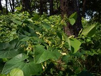 Aristolochia clematitis 29, Pijpbloem, Saxifraga-Ed Stikvoort