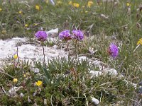 Armeria alpina, Mountain Thrift