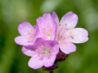 Armeria alpina 7, Saxifraga-Sonja Bouwman  Alpine thrift - Armeria alpina - Plumbaginaceae familie; Tre Cime (I)